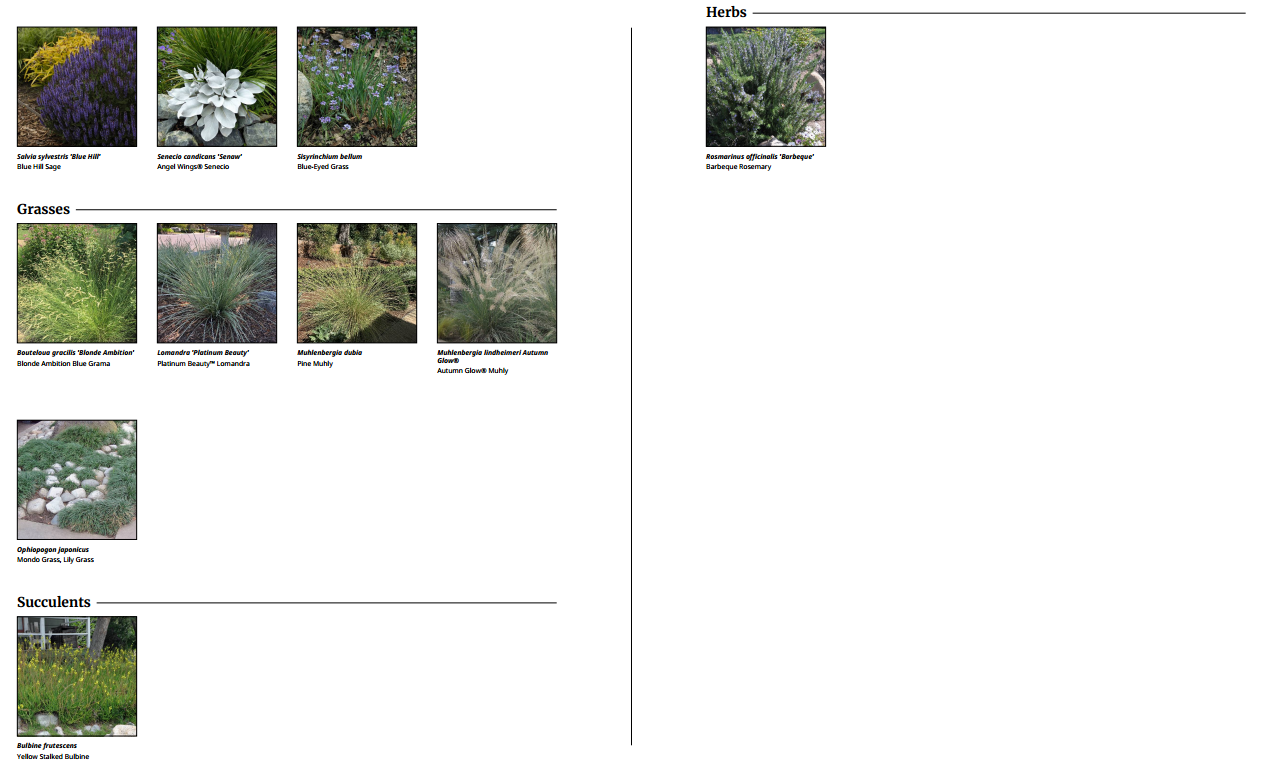 Grasses, Succulents and Aromatic Herbs for a Water-Wise Garden