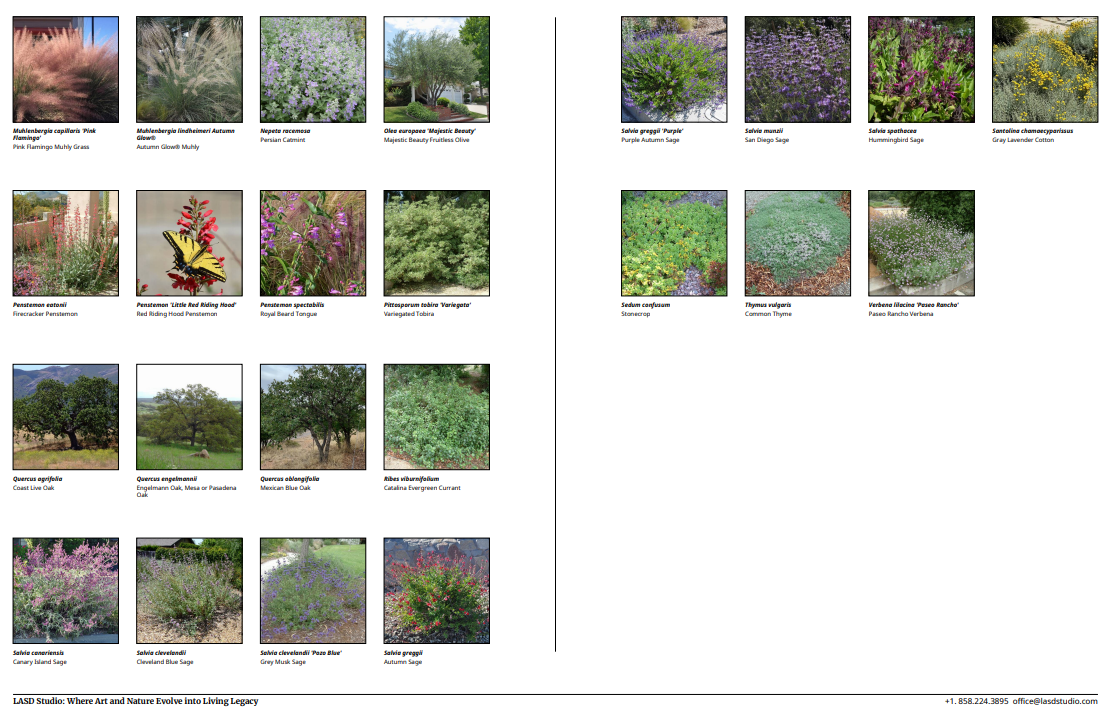 Mediterranean and Pollinator Planting Design in La Jolla