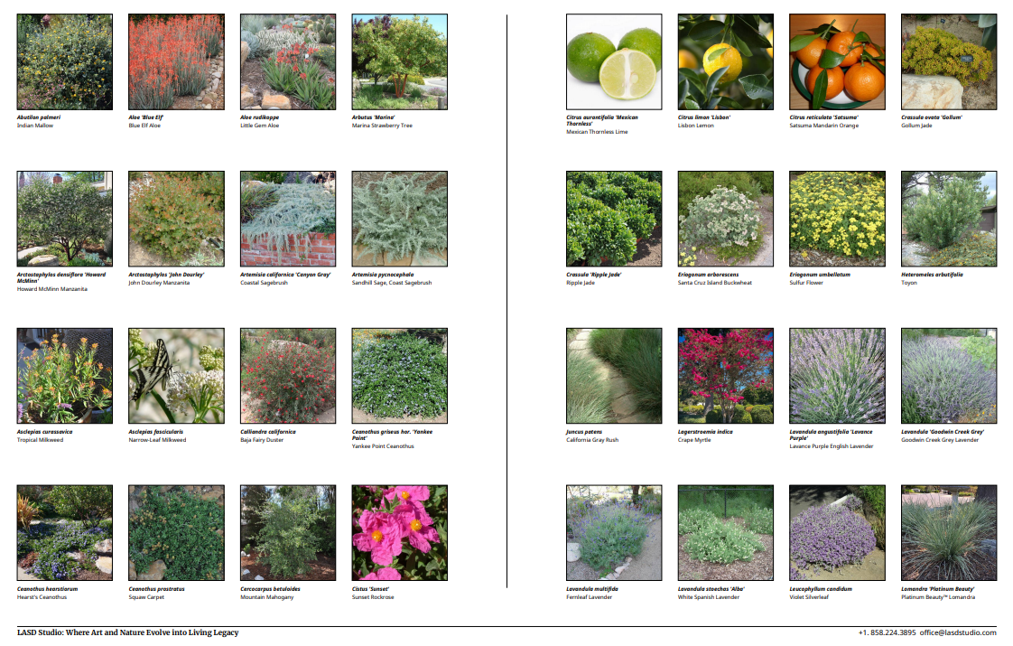 California Native Planting Plan for a La Jolla Garden