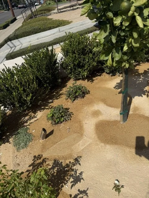 California Garden Planting and Irrigation