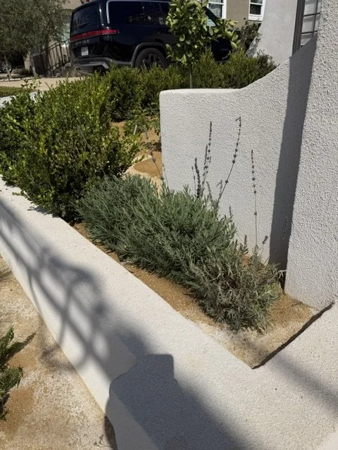 Landscape Plant Establishment After Installation