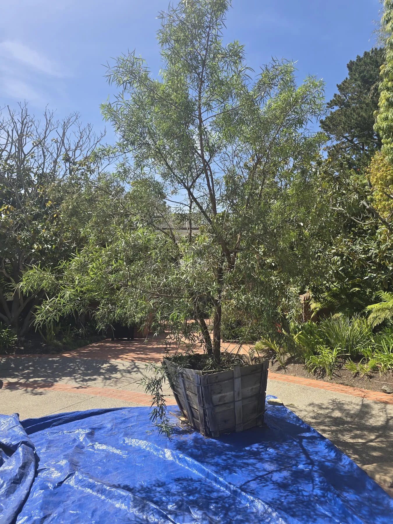 A Specimen Tree Ready for Planting