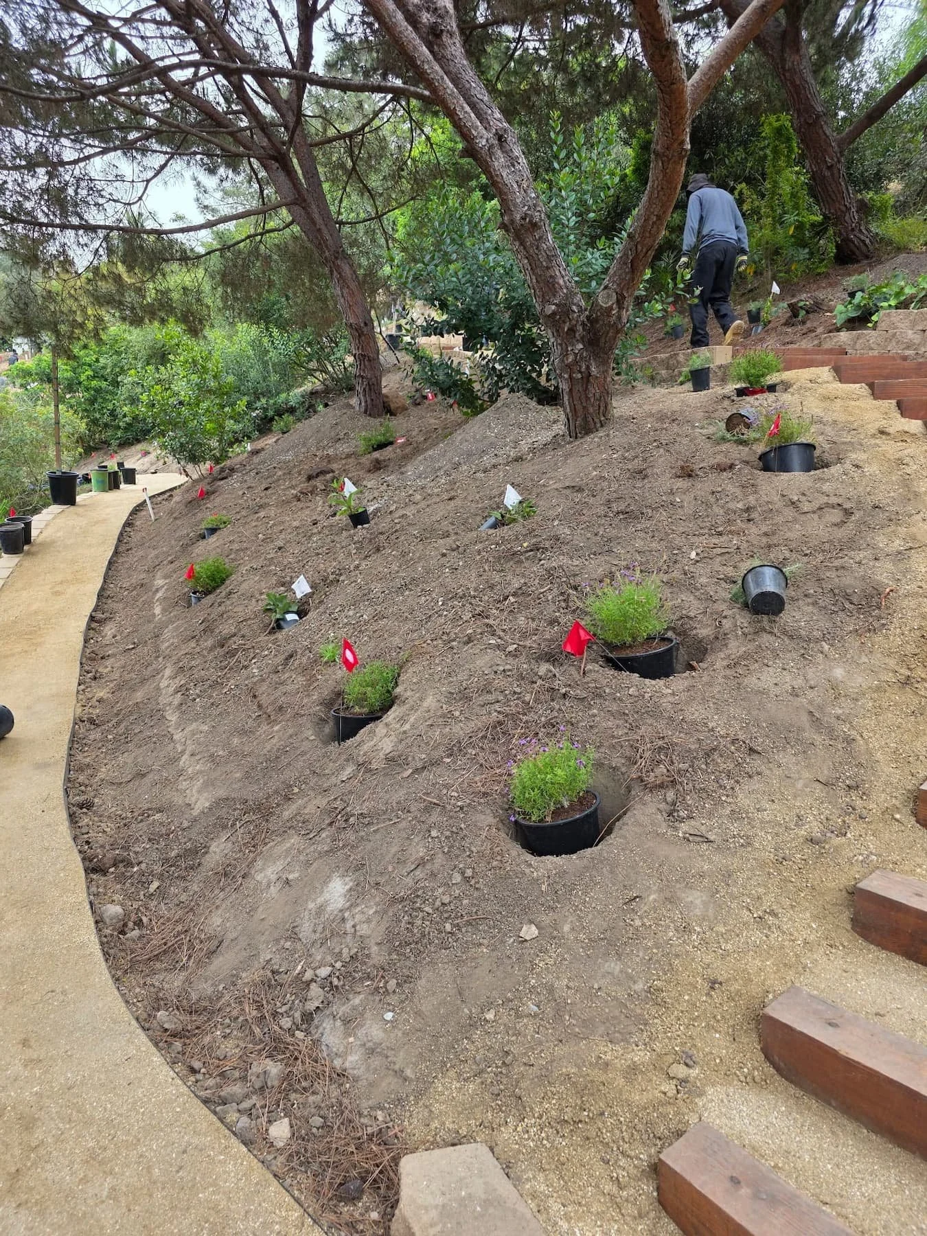 Establishing the Garden Beneath Mature Trees