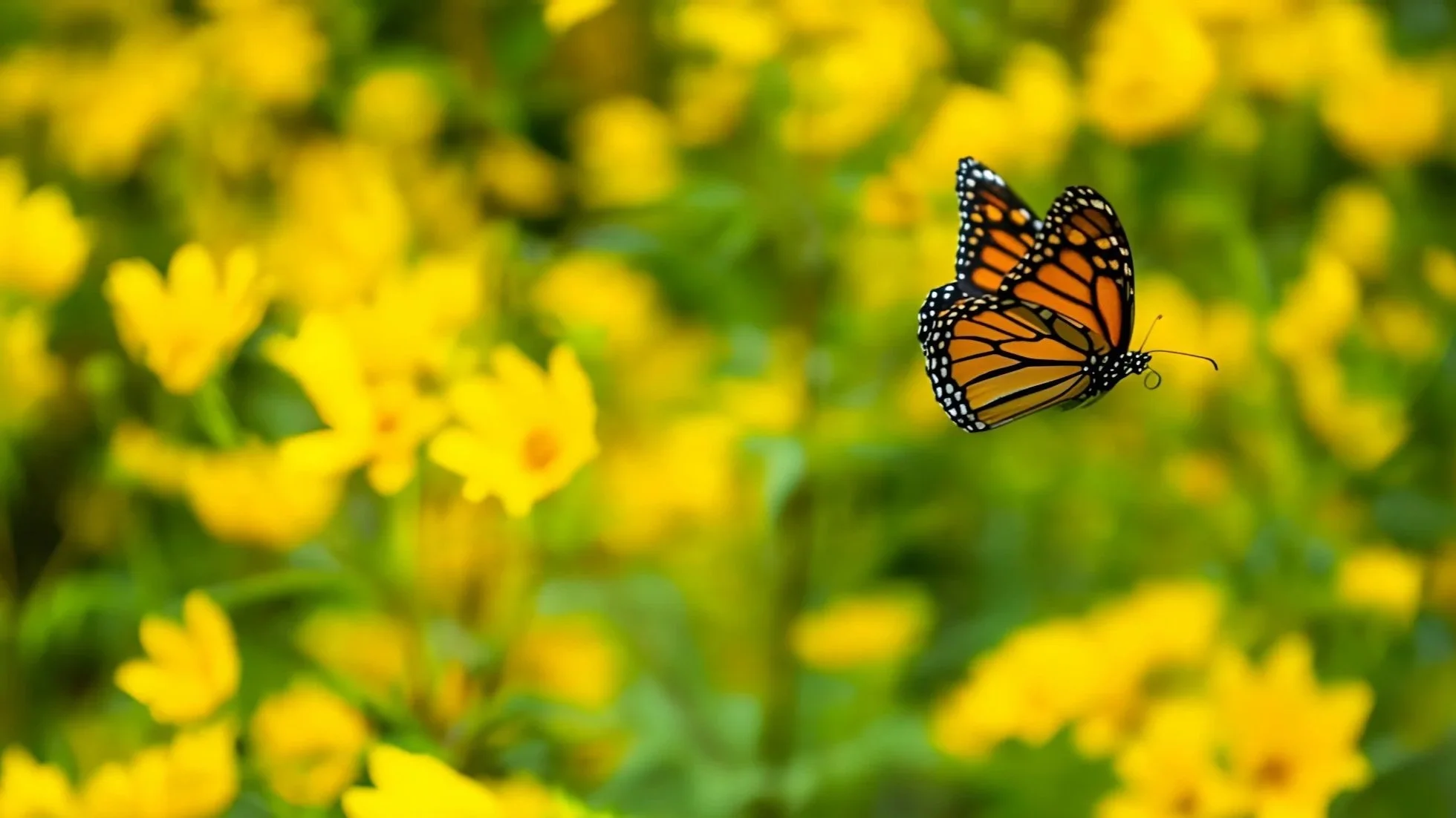 Landscape design to support wildlife and biodiversity