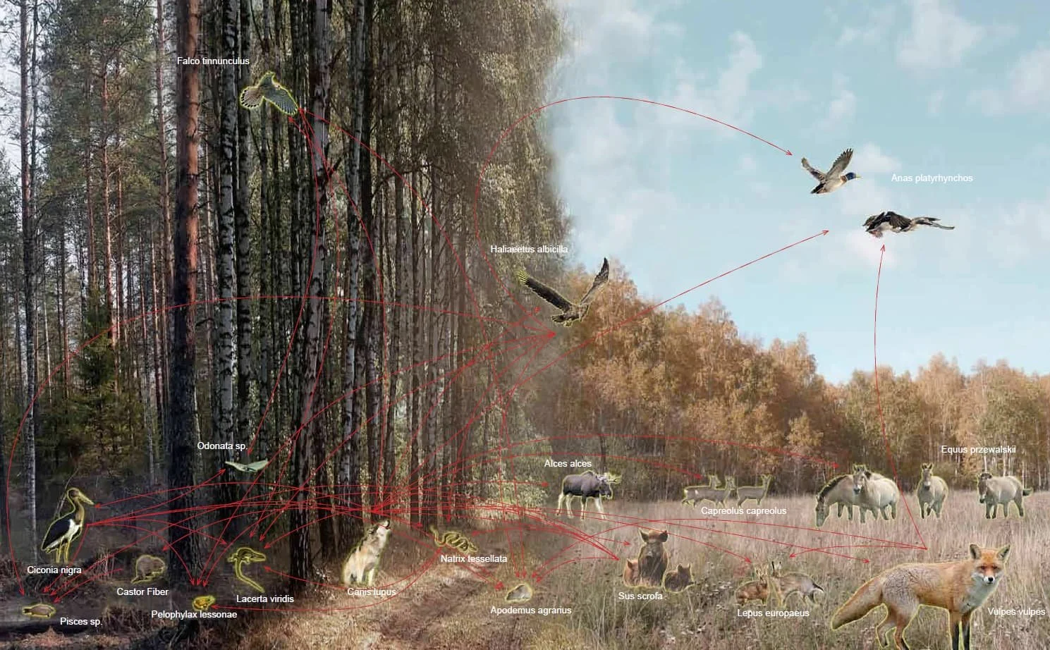 Wildlife and Biodiversity of Chernobyl Exclusion Zone, Evolving Landscape Design Illustration