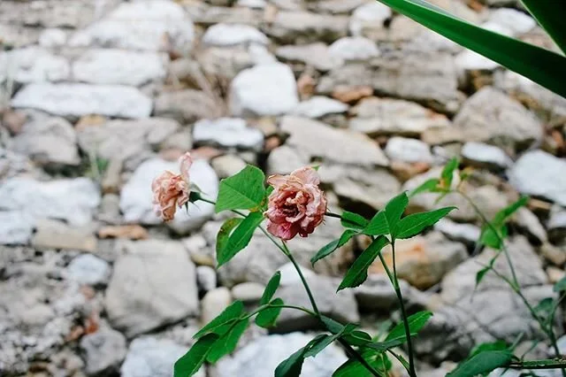 A rose for you -- may your day be filled with peace for your present moment and excitement for all that is to come in 2020. #coterieadventures ⠀⠀⠀⠀⠀⠀⠀⠀⠀
#sheisnotlost #ladiesgoneglobal #darlingescapes #abmtravelbug #wearetravelgirls #passportready #e