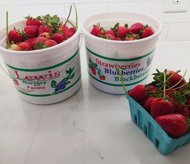 Celebrating #earthday with a trip to @lewisnurseryandfarms this morning. Go! They have u-pick and pick up available. You won&rsquo;t regret it. #strawberryfieldsforever 🍓🌎#strawberryicecreamforever