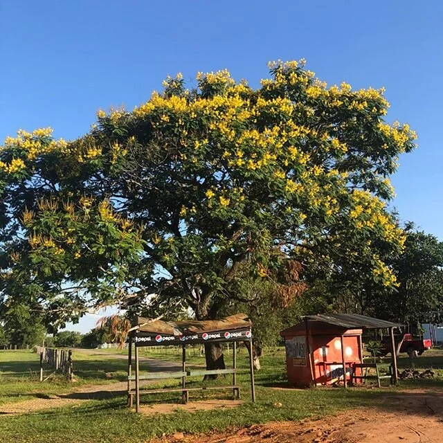 This beautiful tree isn&rsquo;t a yellow lapacho, it&rsquo;s an yvyra pyt&atilde;! The tree is known for its bright yellow flowers and deep red wood. &ldquo;Yvyra&rdquo; means tree or wood in Guarani and &ldquo;pyt&atilde;&rdquo; means red. Here&rsqu
