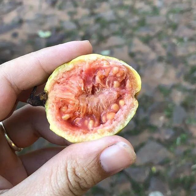 Guava on a hot cobblestone road. At this point in the summer the ground is so hot (especially the sidewalk and asphalt) that any fallen guavas bake in the sun and make the whole block smell like &ldquo;dulce de guayaba&rdquo; (guava jam). Much more p