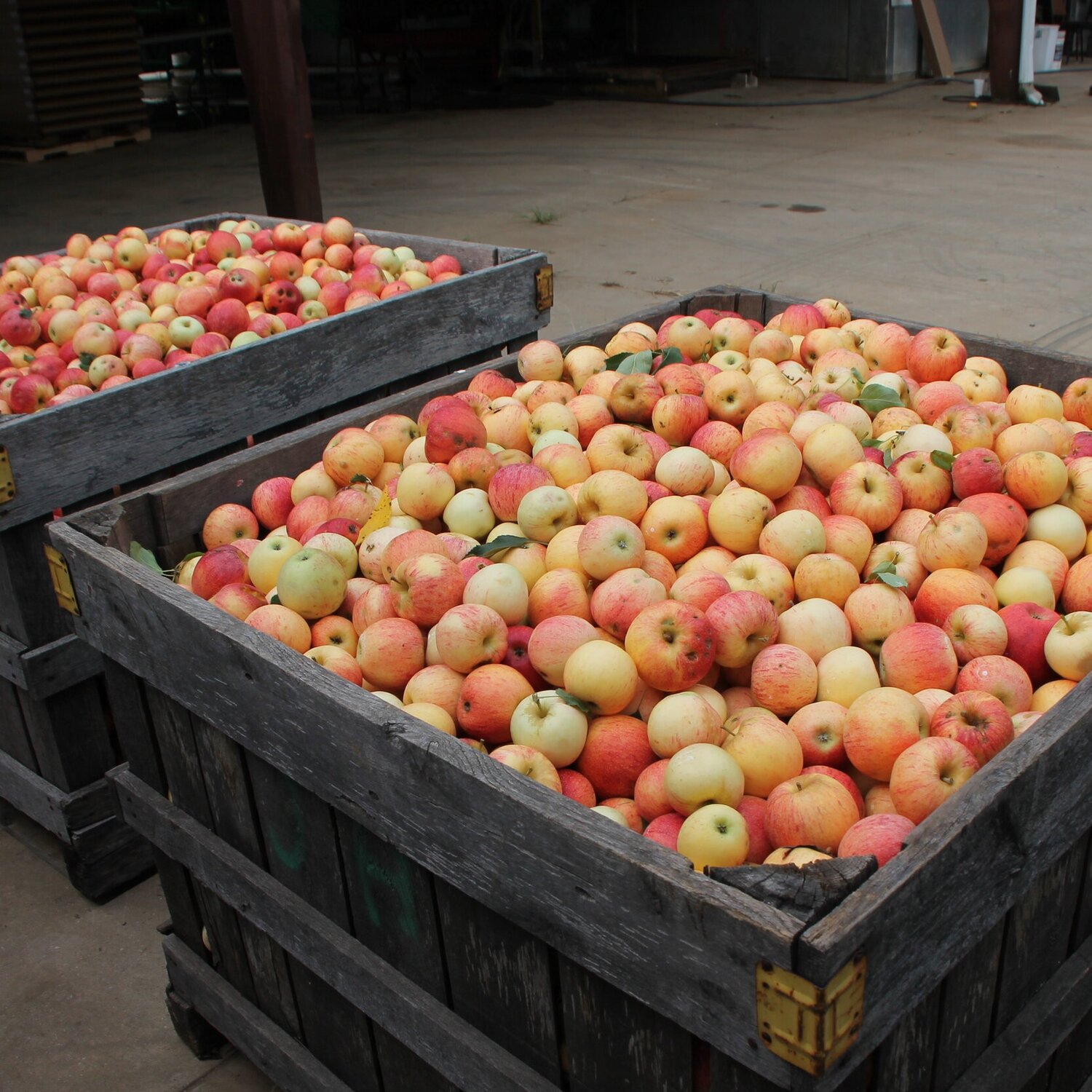 Urban Tree Cidery Apples