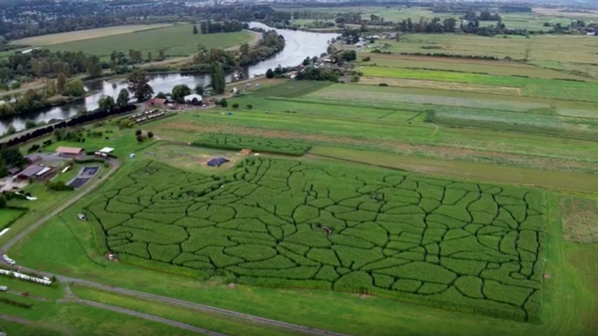 Washington State Corn Maze
