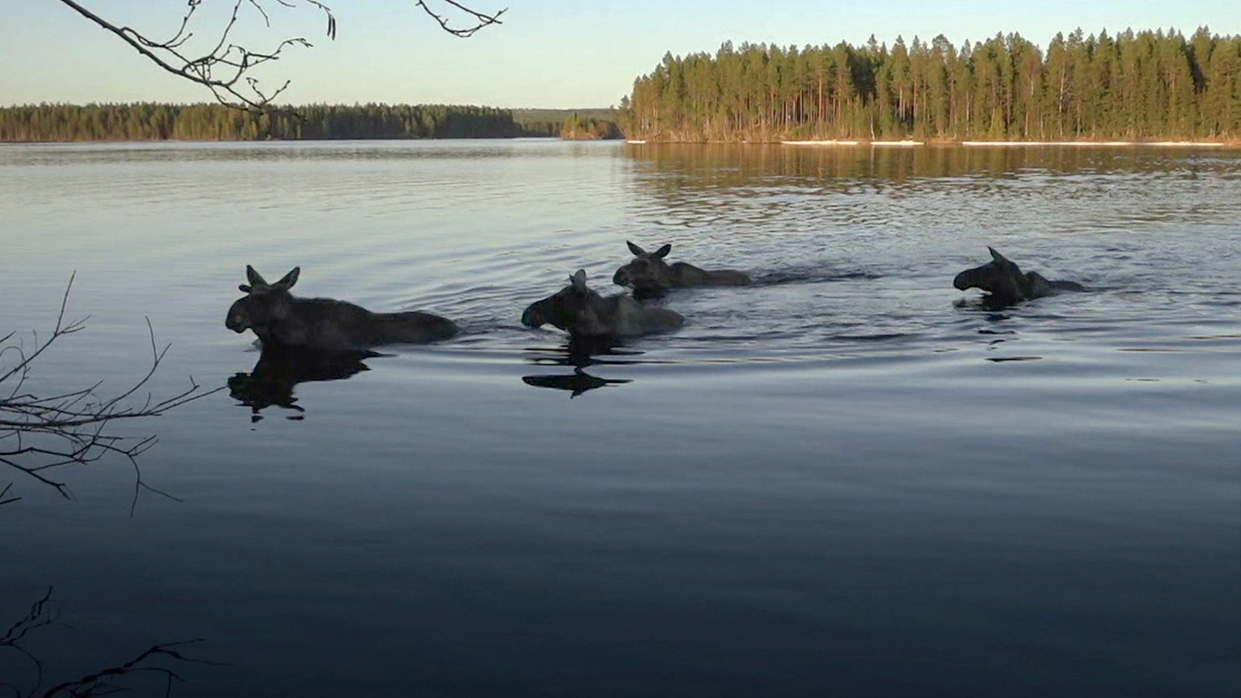 The Great Moose Migration has become a ‘slow TV’ sensation, keeping audiences worldwide glued to the beasts’ epic trek – even if they’re rarely spotted on screen. I travelled up to Umeå in the north of Sweden t go behind the scenes with its makers – 