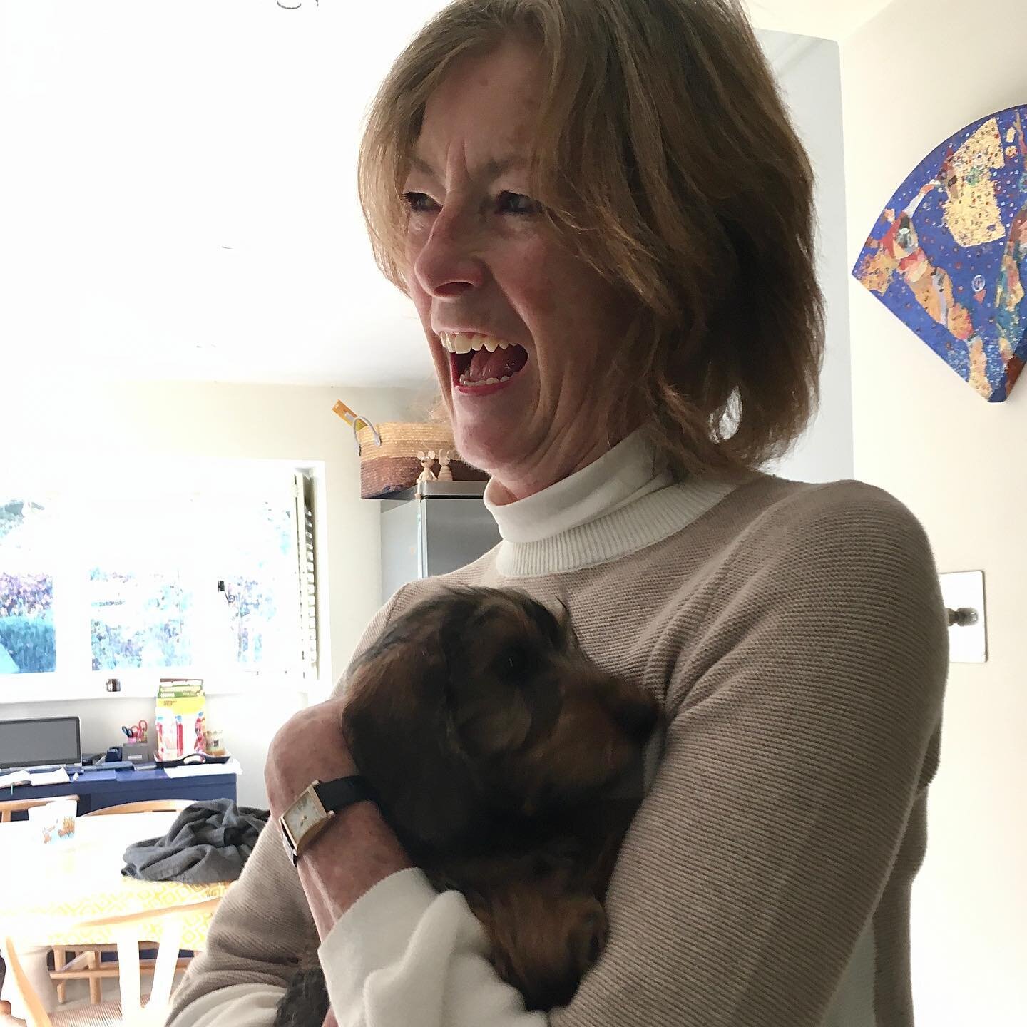Cuddles on the job! Strudel the dachshund puppy @nookandcook #perksofthejob