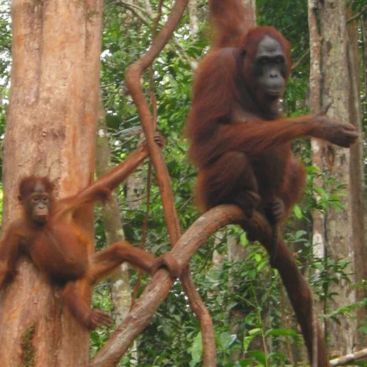 Action before Perfection