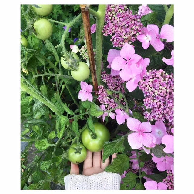 Top Tips For Beginner Gardeners