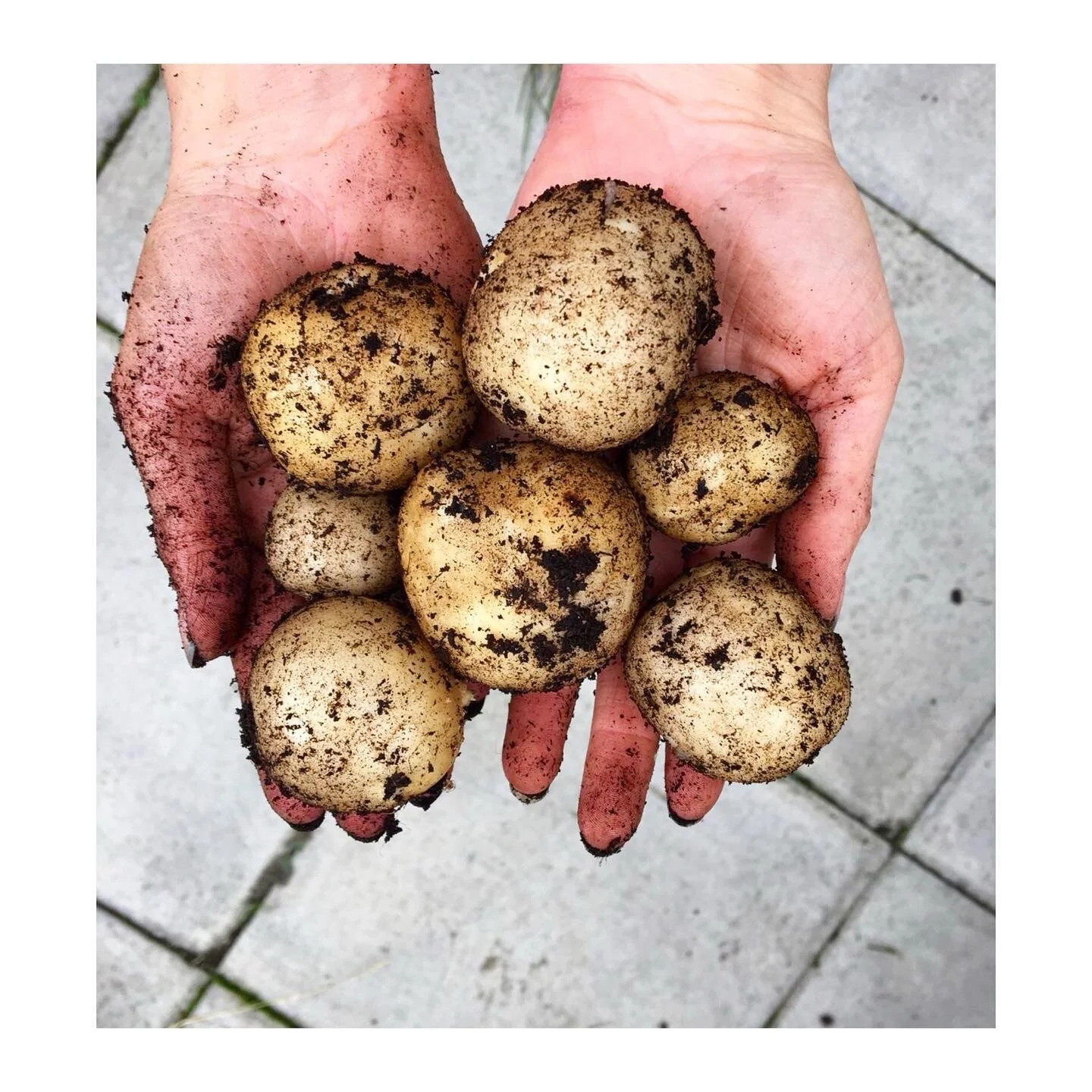 How to grow vegetables: beginners guide