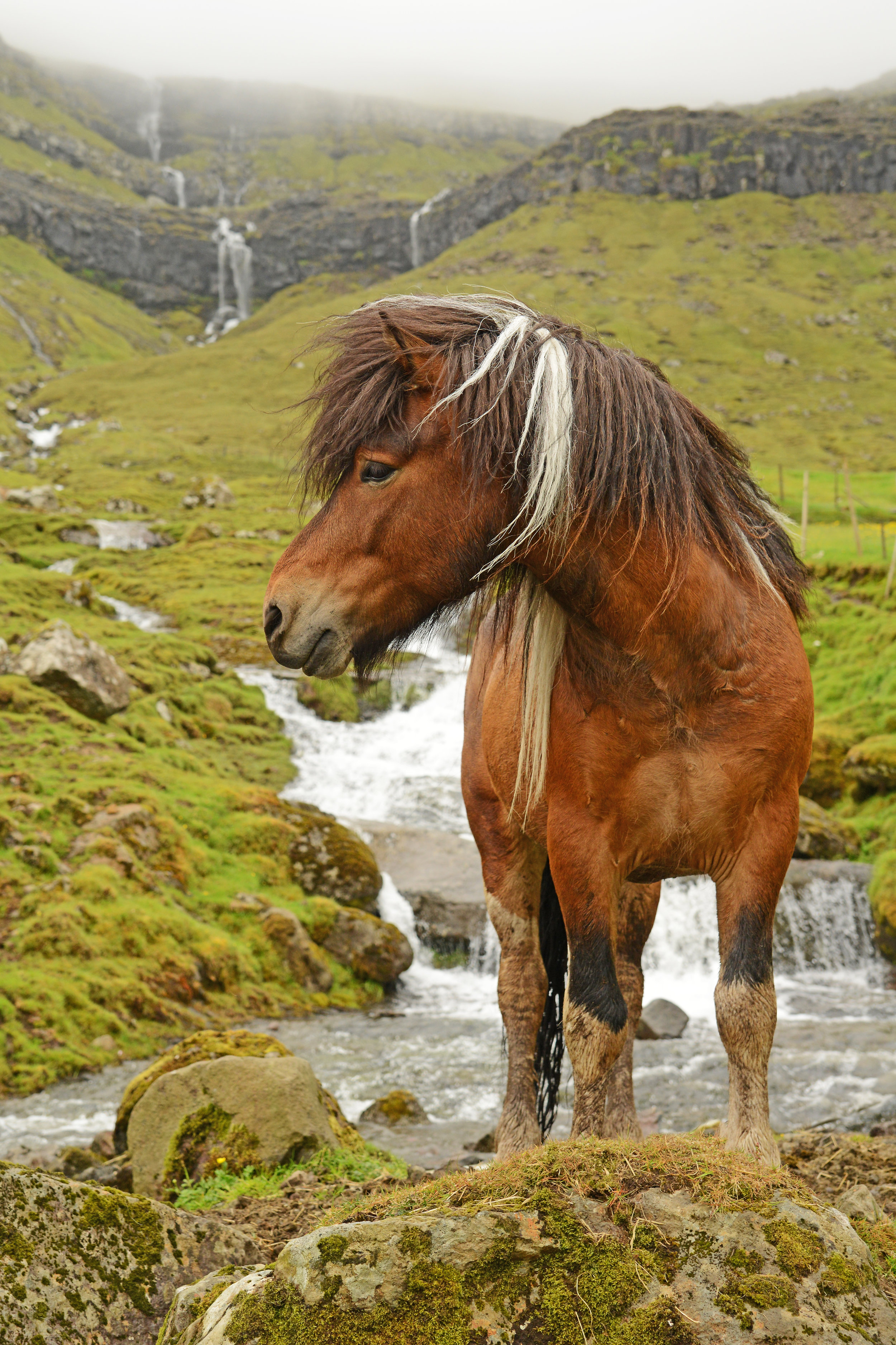 DSC_0691 Meldur, Faroess Stallion. Signabø, Signabøur, Streymoy, FI. 6-2018. altered .jpg