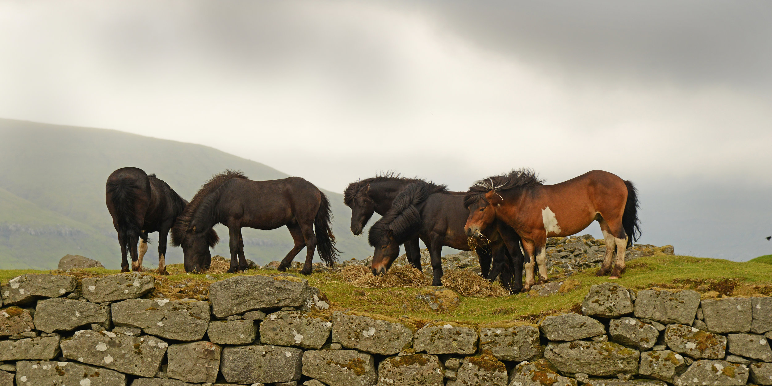 DSC_1104. The boys. Signabø, Signabøur, Streymoy, FI. 6-2018. altered .jpg