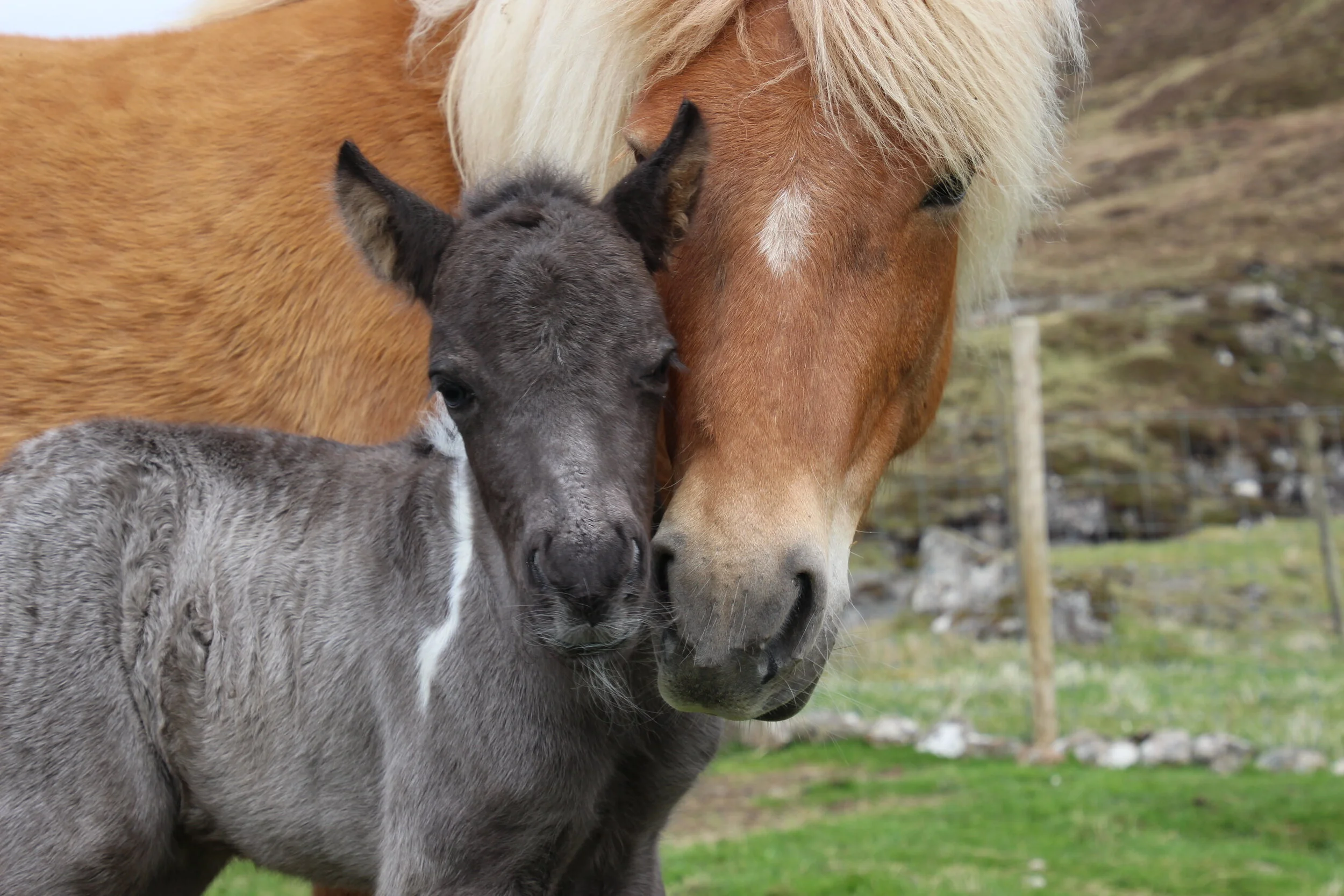 Mika, sum mamma í 2020, saman við ryssufyli sínum, Lottu.