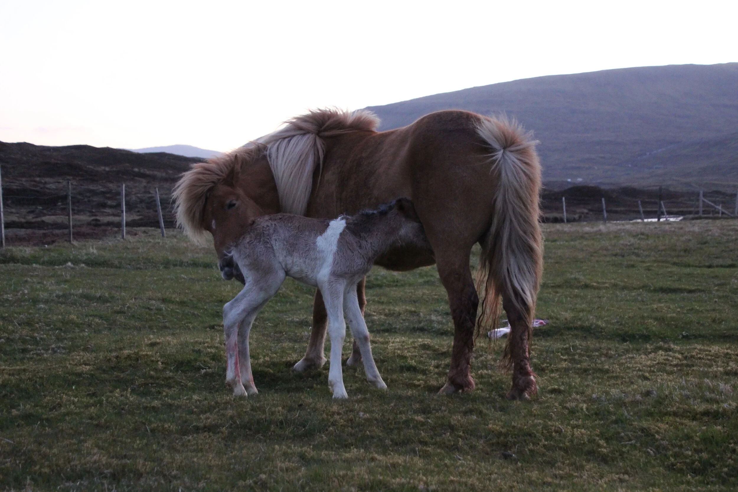 Mika saman við nýfolaða fylinum í nátt.
