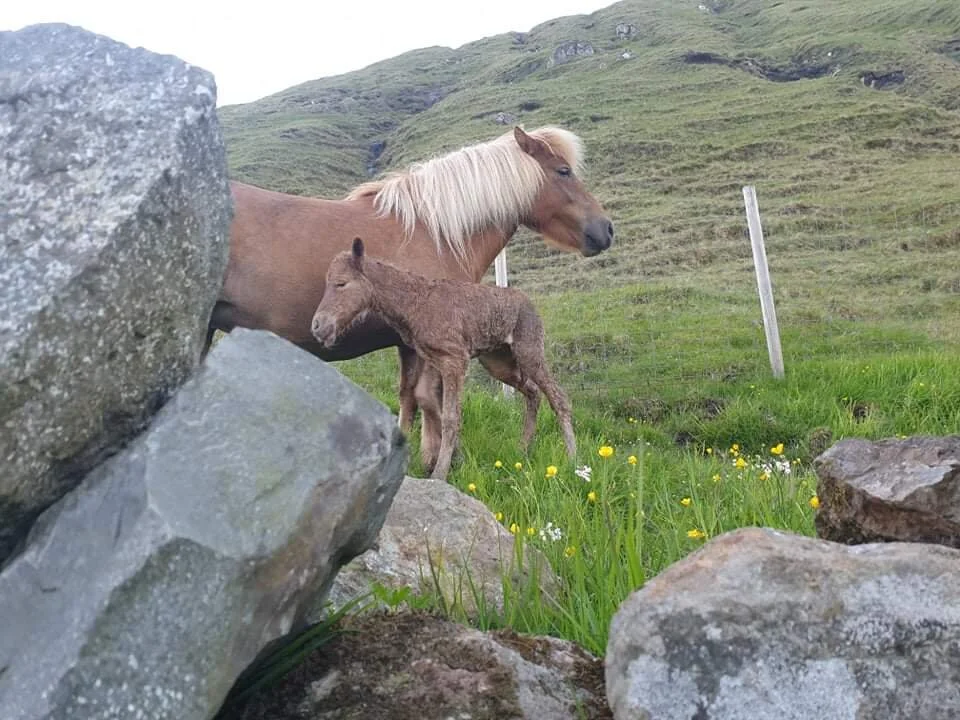 Fimta, sætta og sjeynda fylið í ár
