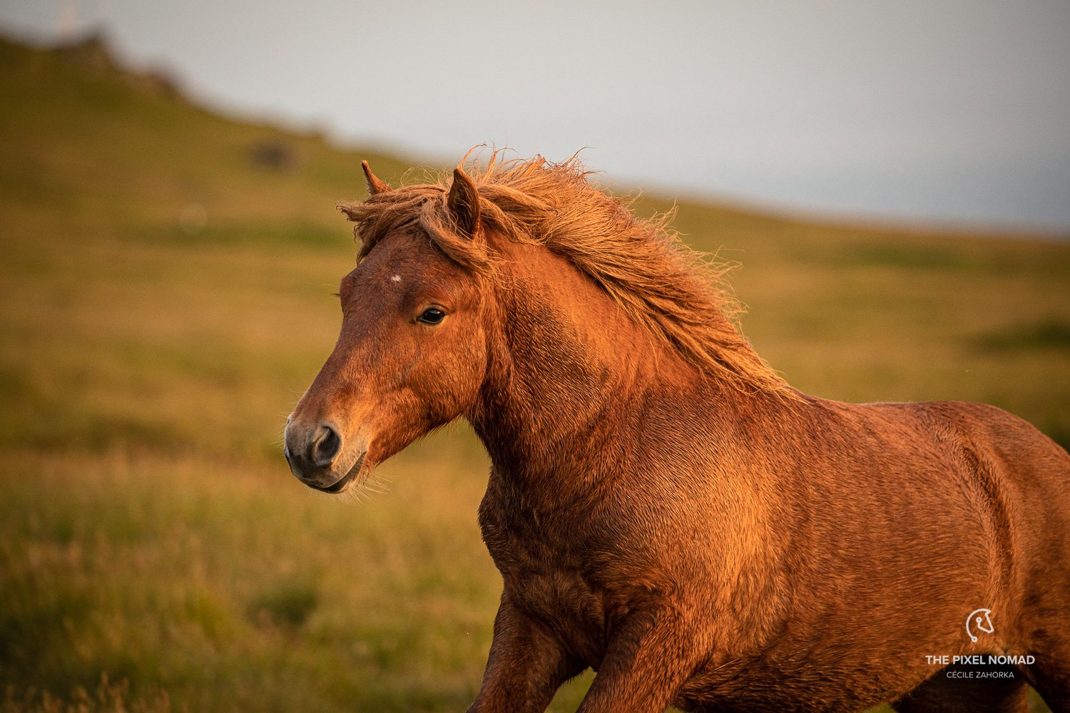 200720-Faroe-Mykines-Hengste139.jpg