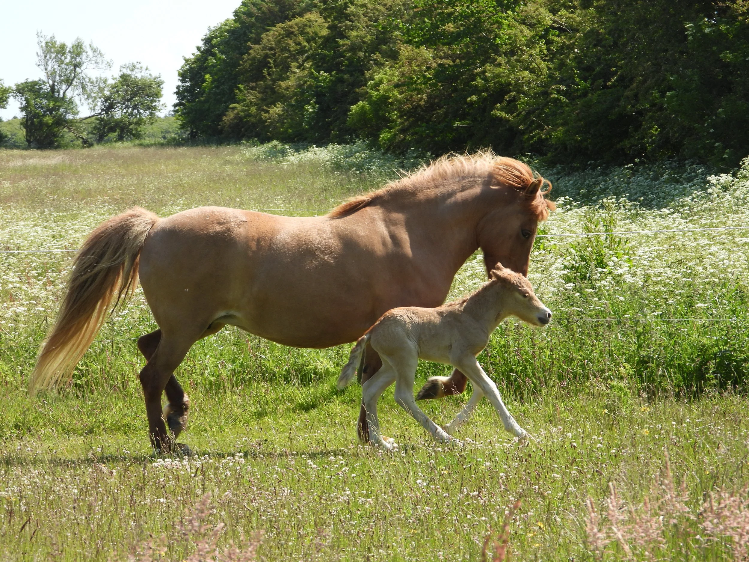 Søguligt fyl vekir nýggja vón fyri tað álvarsligt hótta føroyska rossið