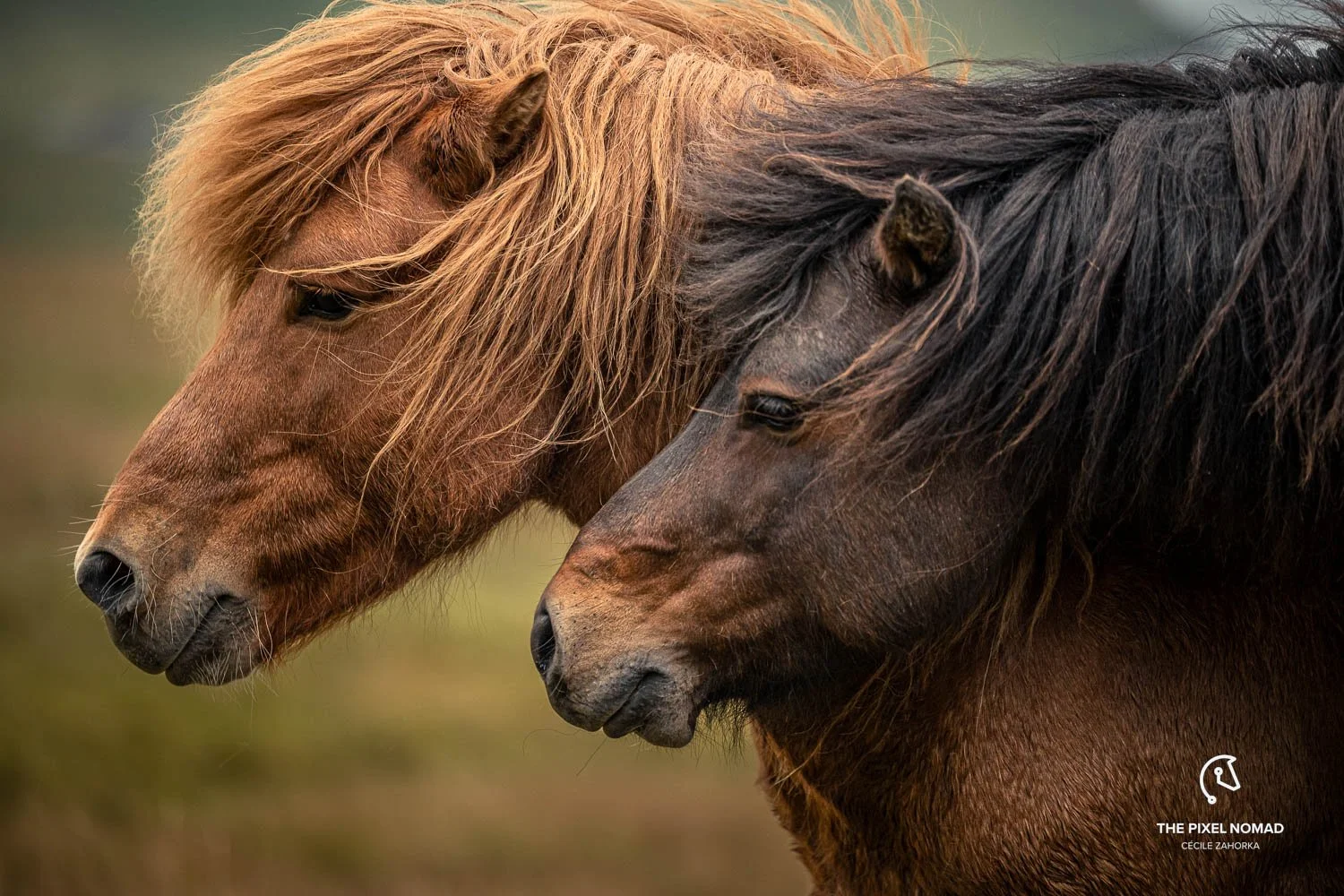 Nýggj funktión á Føroya Fongi