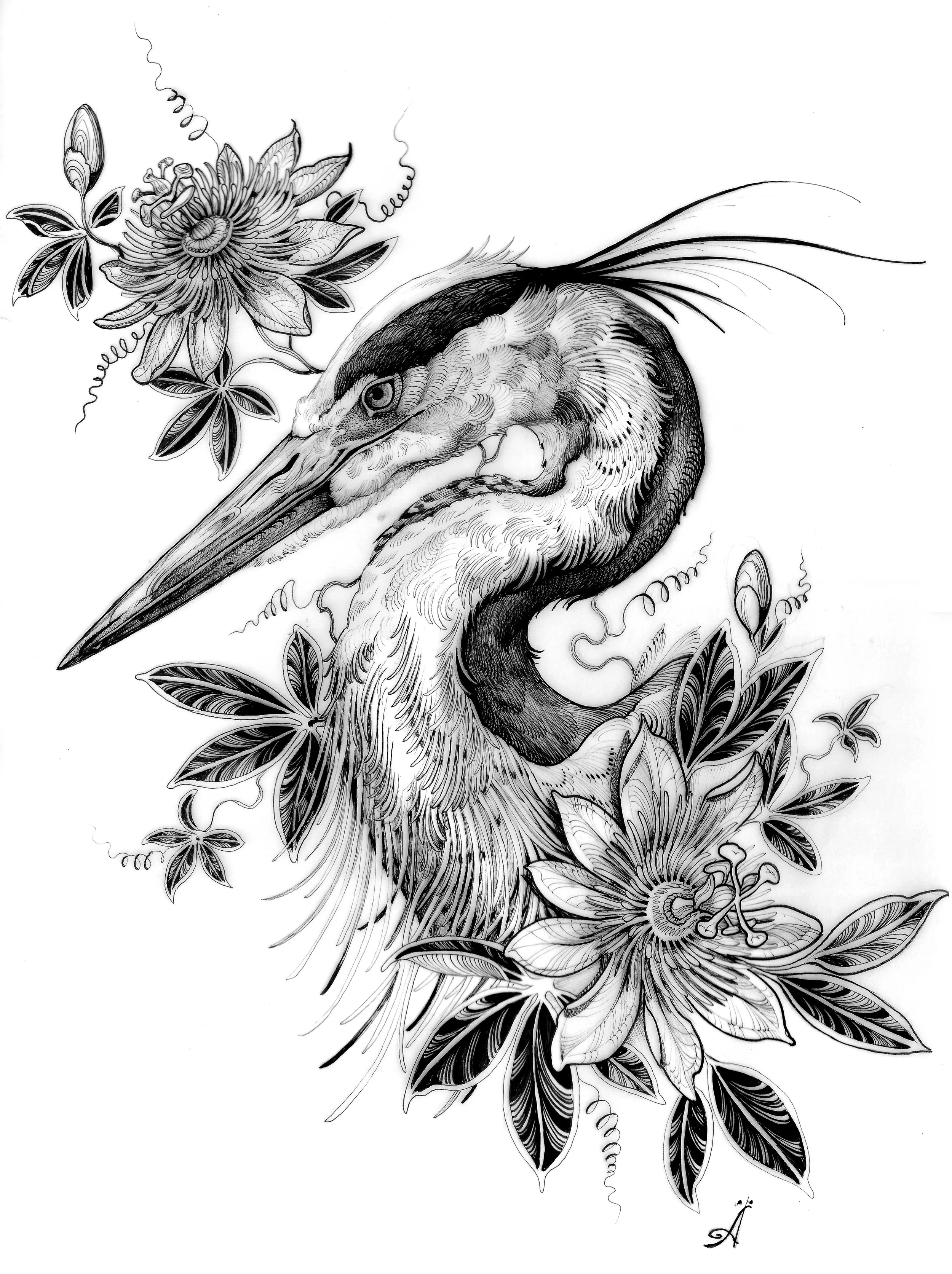 heron.jpg