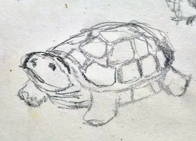 turtle.jpg