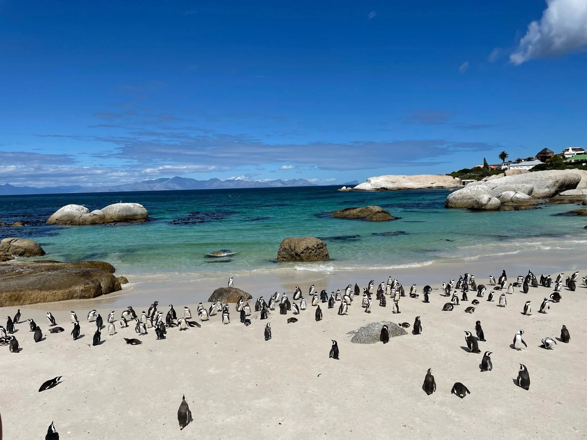 penguinSA.jpg