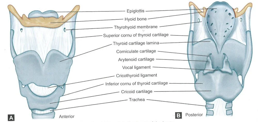 Cartilages of the larynx. From Sataloff, R.T., Chowdhury, F., Portnoy, J., Hawkshaw, M.J., Joglekar S. Surgical Techniques in Otolaryngology – Head and Neck Surgery: Laryngeal Surgery. New Delhi, India: Jaypee Brothers Medical Publishers; 2013 with permission.