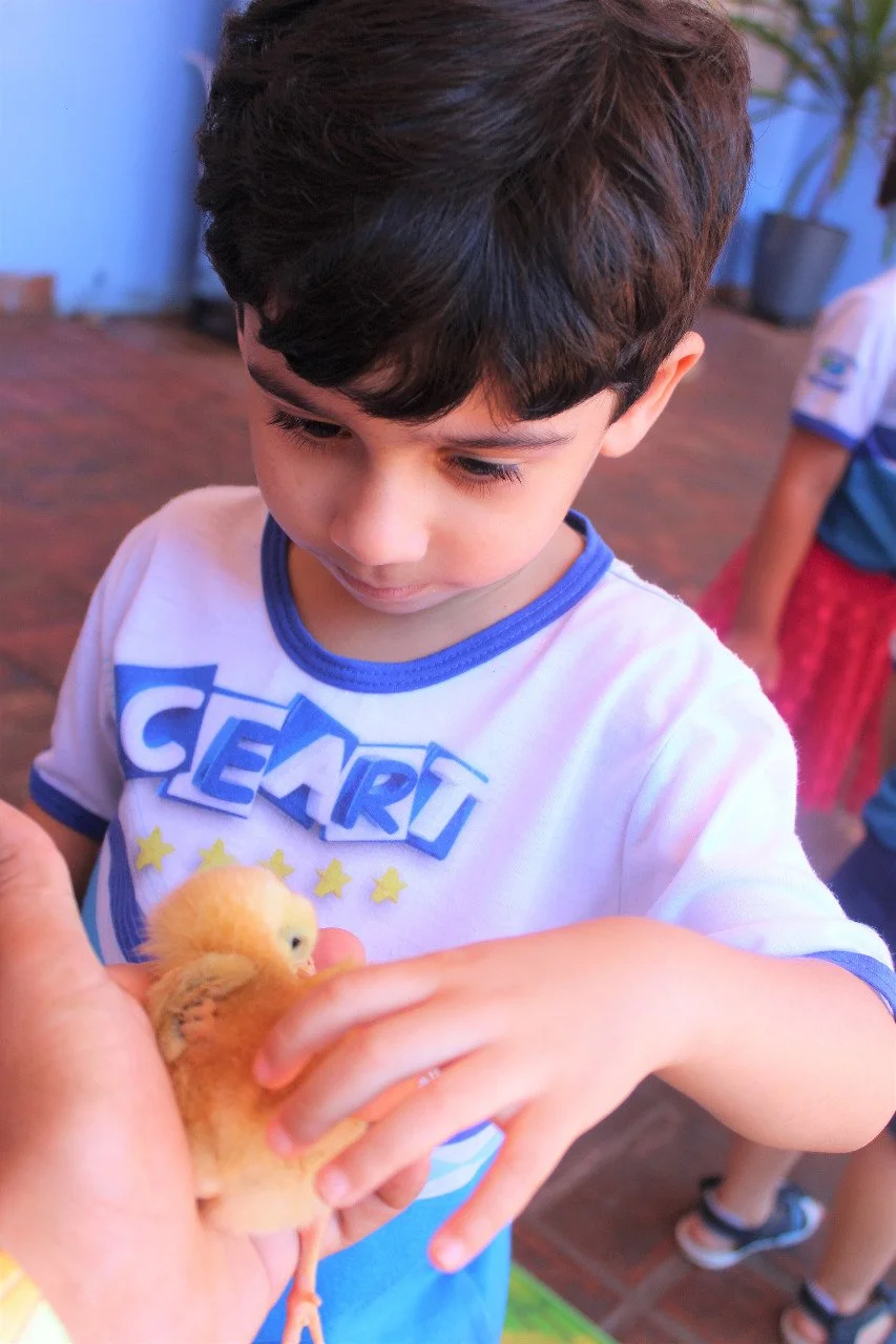 Alunos da Educação Infantil interação com o projetos aves Alunos da Educação Infantil interação com o projetos aves