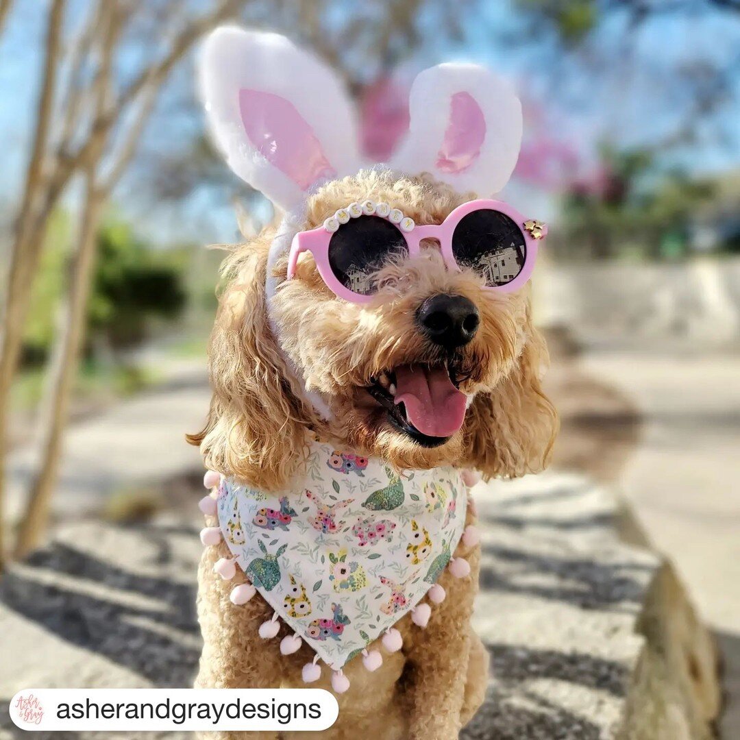 So in love with @asherandgraydesigns new Spring / Easter dog accessories! 🐰🐥🥕🌸 Go check out the shop; I promise it'll put a smile on your face. 
#wonderlandcollection #shopcabin #dogaccessories #springdogbandana #dogbandana #springdog #easterdog 