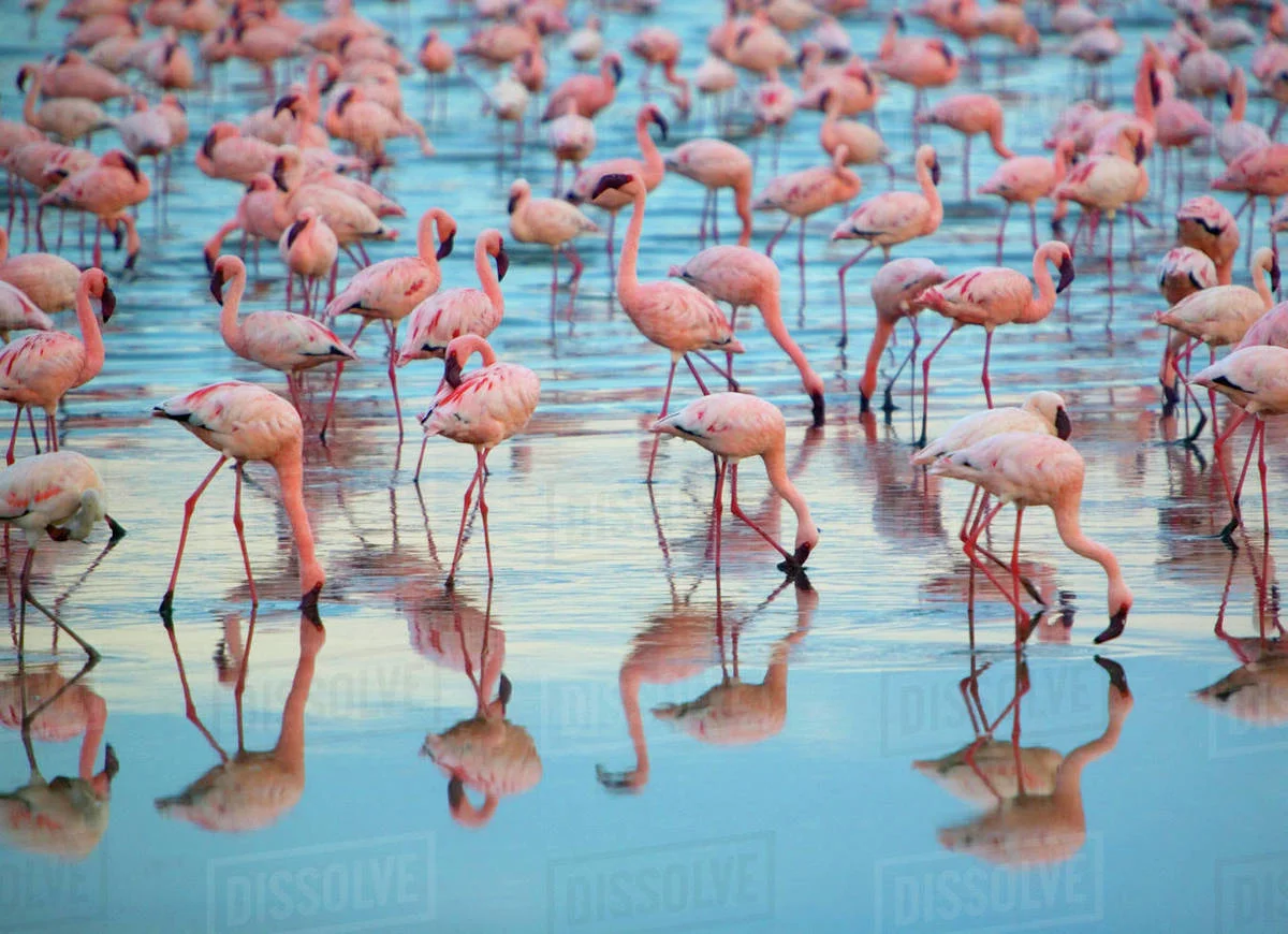 Flock of flamingos.jpg