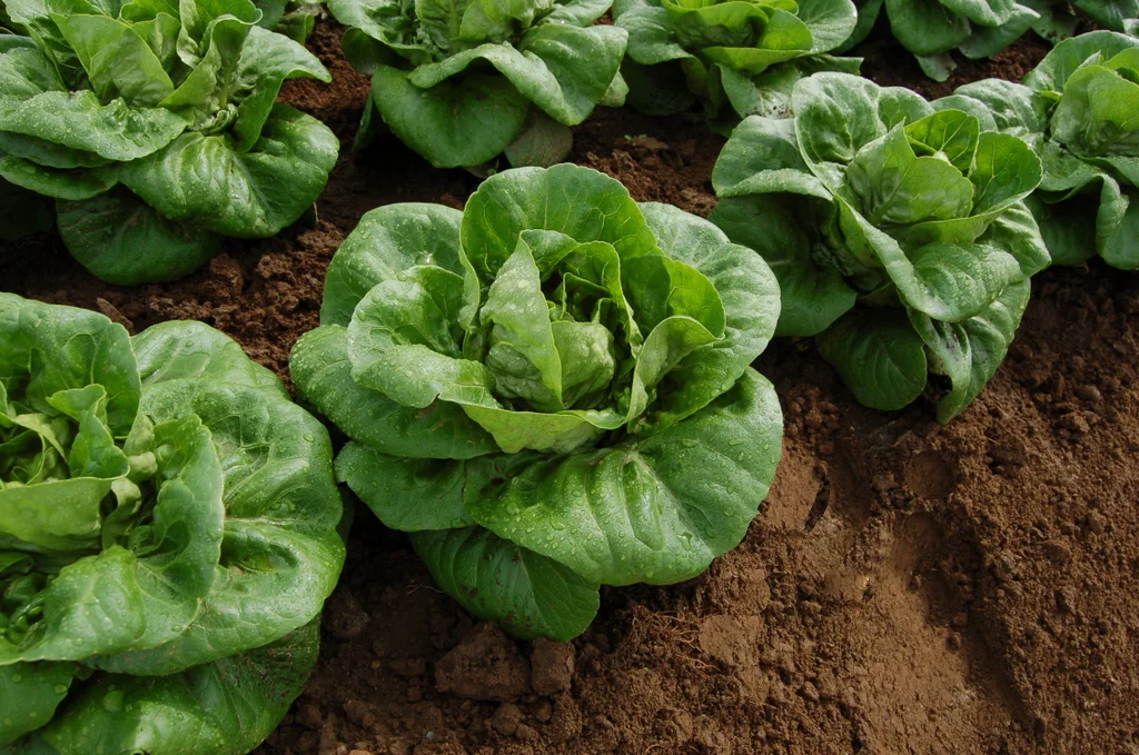 Lettuce - Spretnack 2010 2.jpg