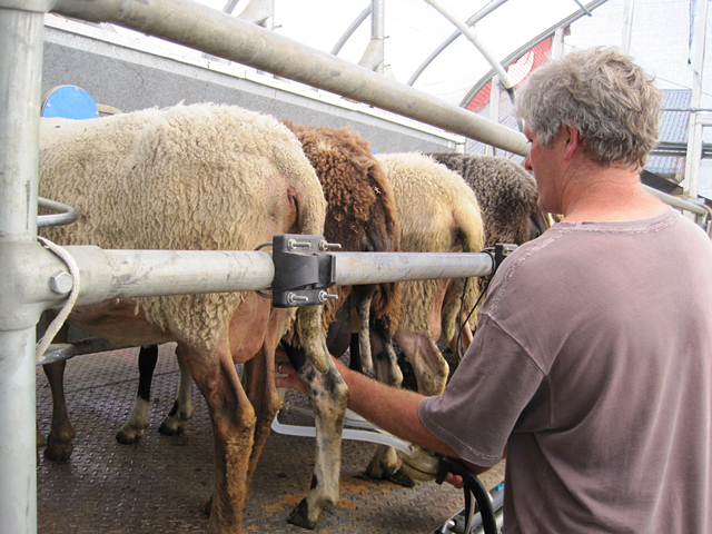 Neil attaches the milking machine on to a ewe.