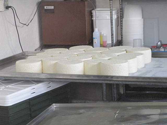 Some cheese ready for aging.