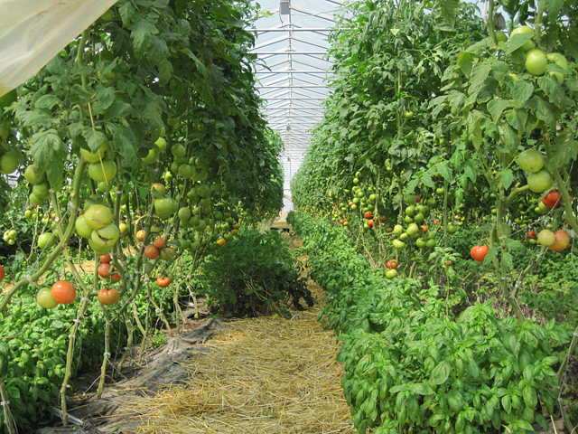 Rows and rows of tomatoes.