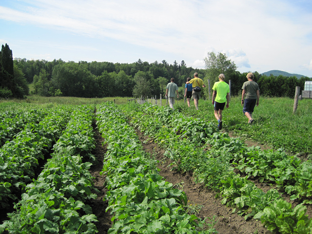 Some lovely vege at Sterling.