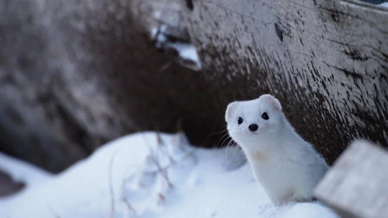 Audubon Winter Wildlife &amp; Wilderness Skills #1