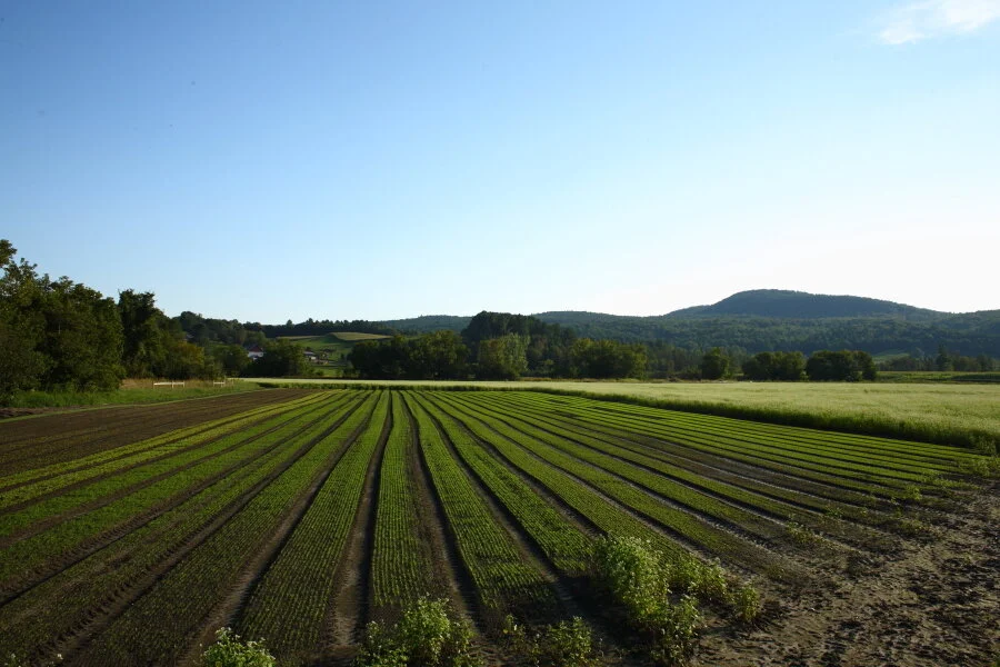 Five for Farmers: Week 1