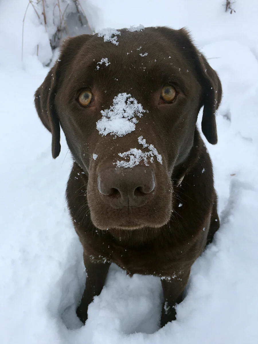 How to: Ski with your dog @ Craftsbury