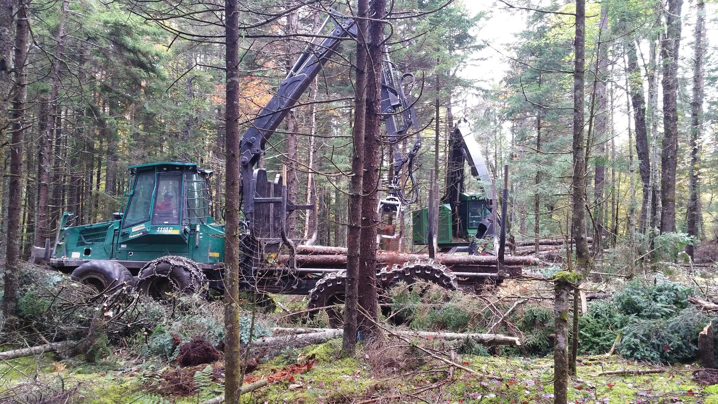 Logging's done - Trails are back OPEN!