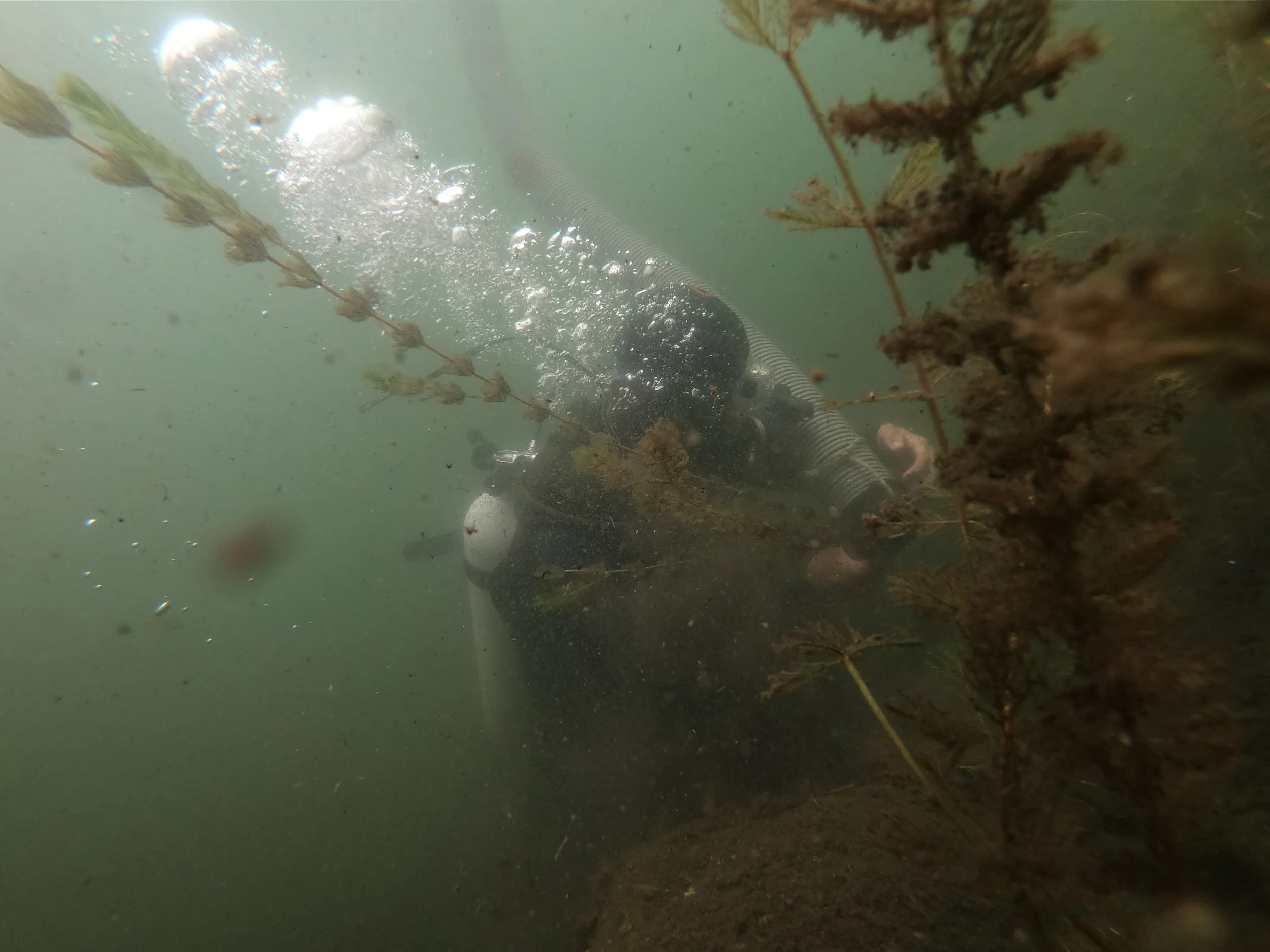 Plants are picked and fed into the suction hose by divers.