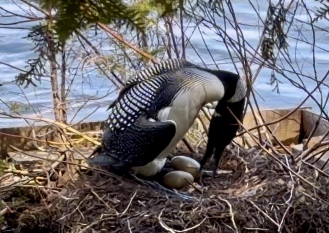 nest raft caspian turning egg 2 stew arnold.jpg