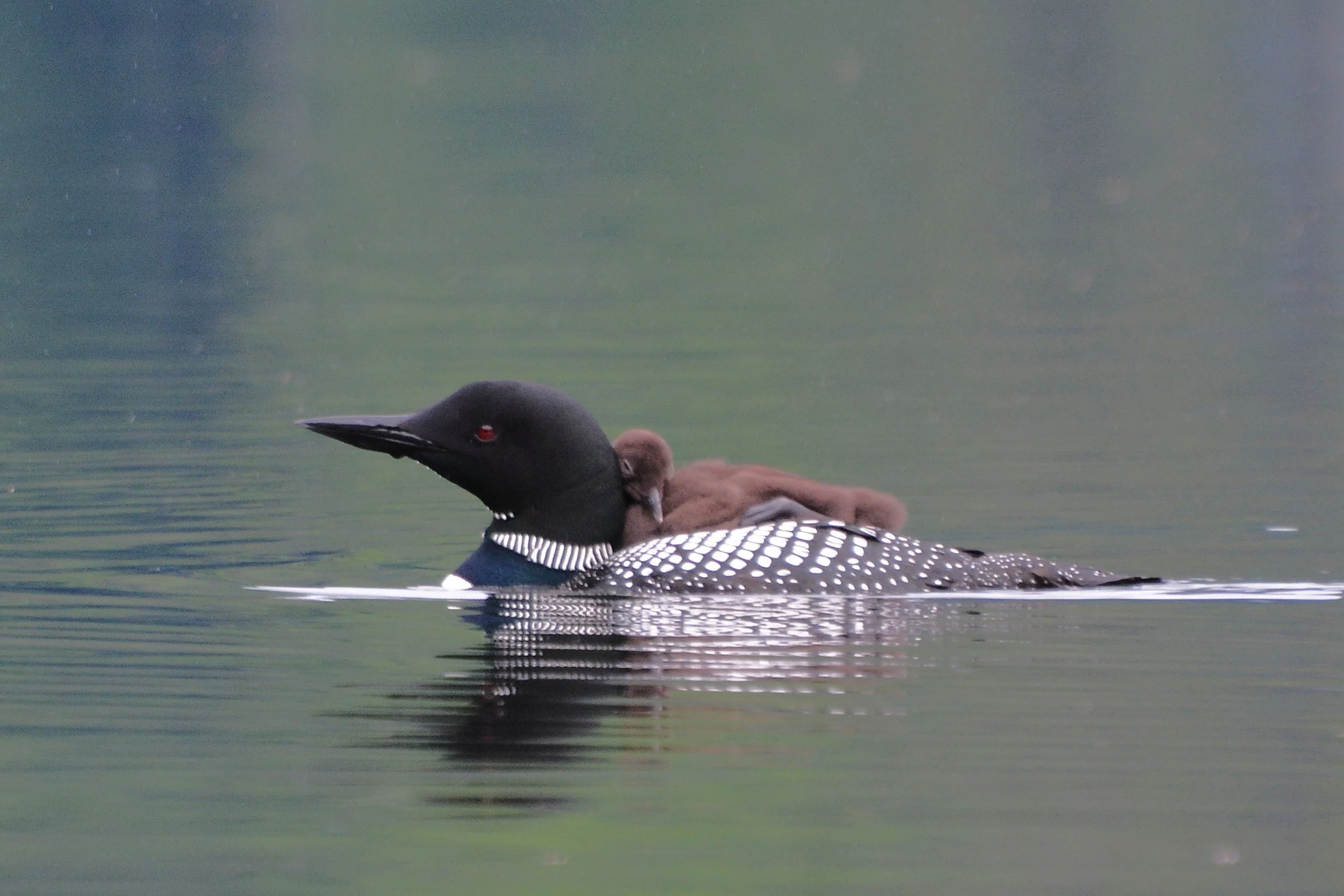 COC Groomer/Loon biologist and new loon tracking app featured on NPR