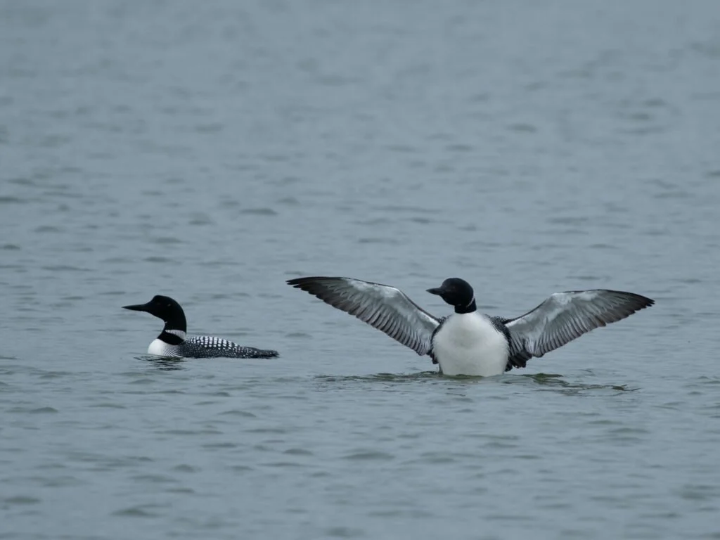 Learning the Language of Loons