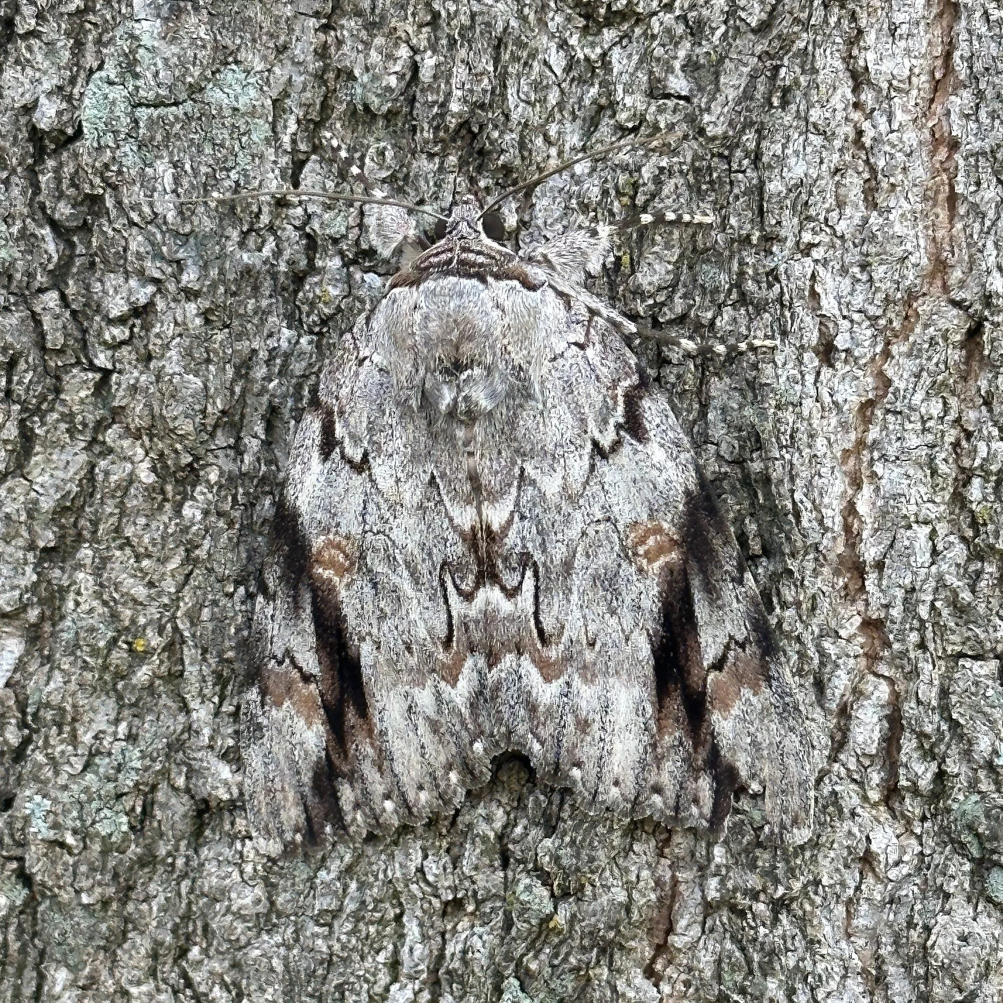 Let me know if you see it! 

#natureiscool #graymoth
