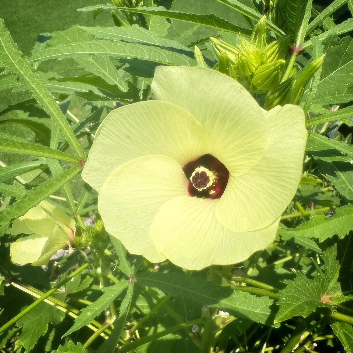 Okra is the only thing still growing in this heat. Also bunnies are cute, but they eat all my plants. #urbangarden #bloomwhereyouareplanted